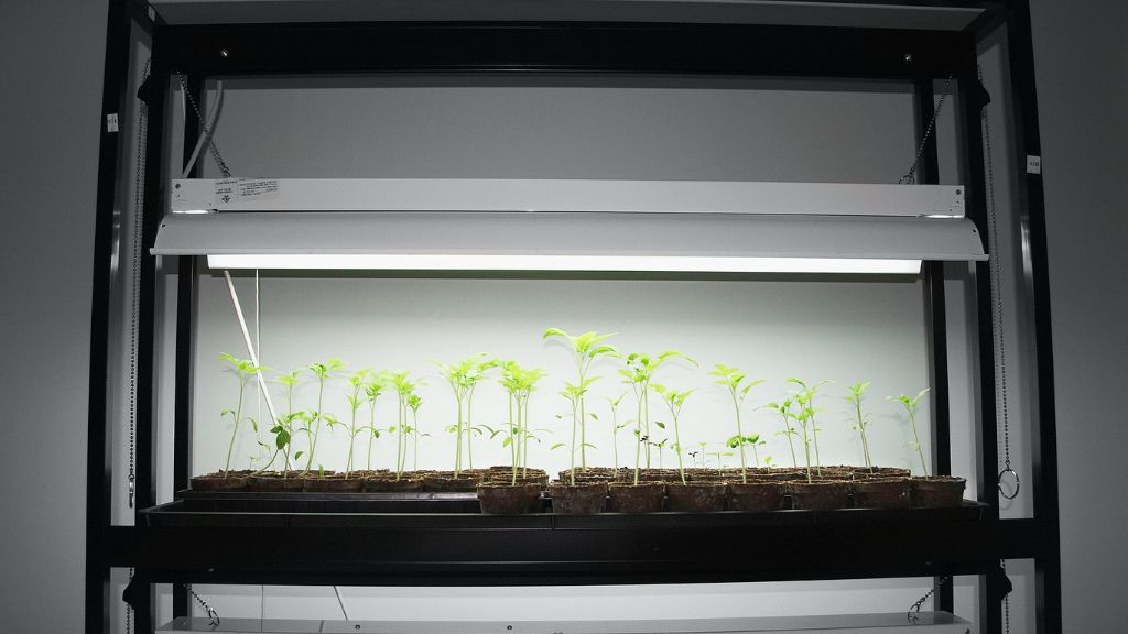 Tomato seedlings growing under lights