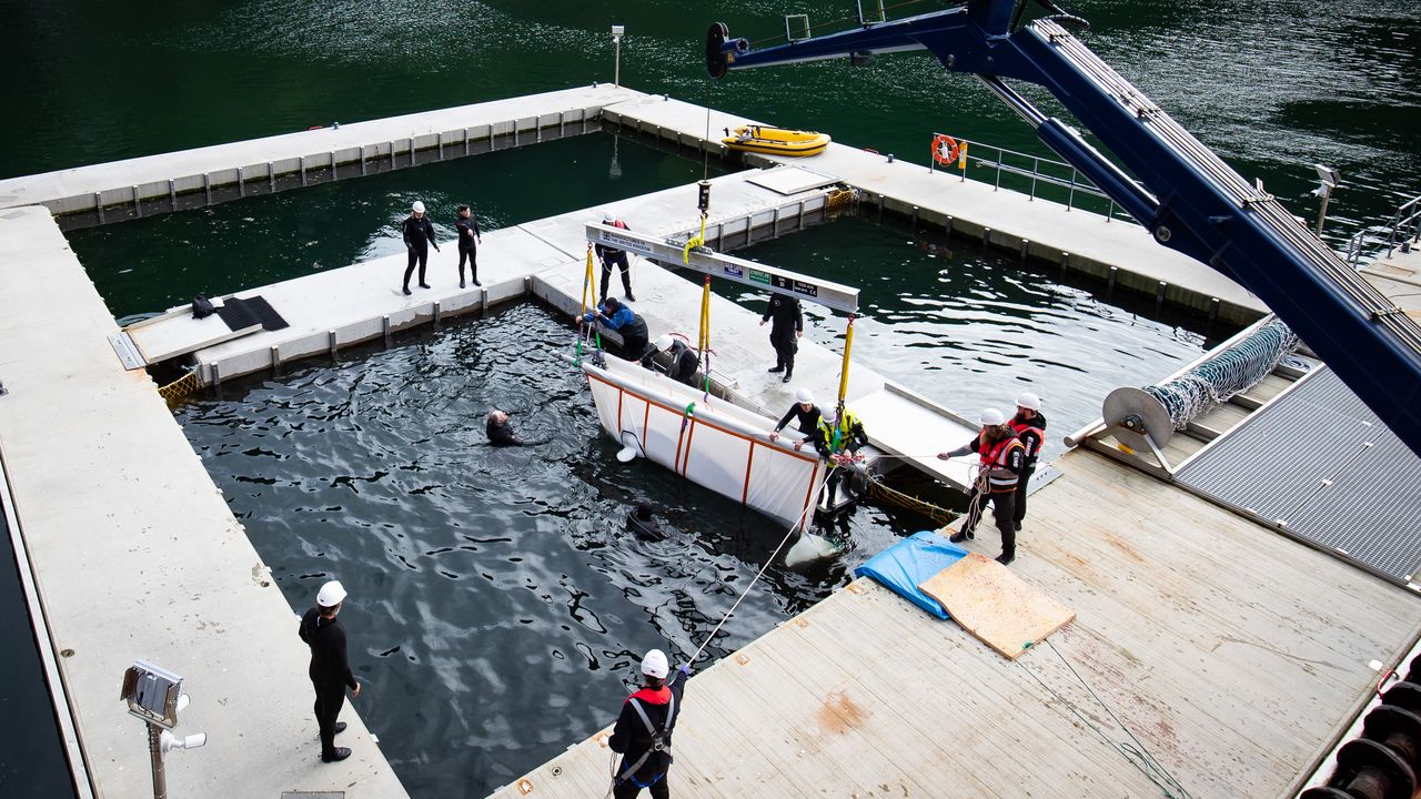 Little White is transferred into the "care pool", a netted-off area of the seawater sanctuary in Klettsvik Bay. The two belugas will live in the pool for about a month before they are released into the sanctuary.