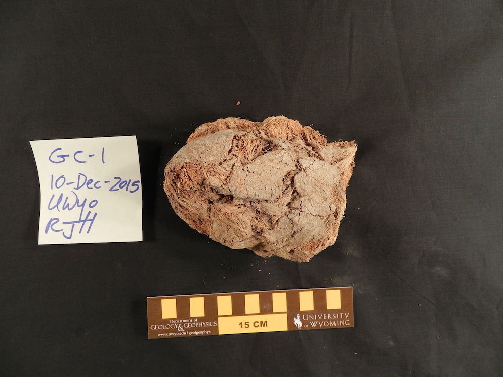 Sloth coprolite