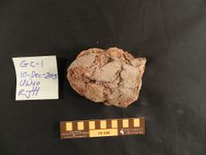 Sloth coprolite