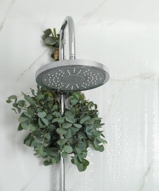 Eucalyptus in shower