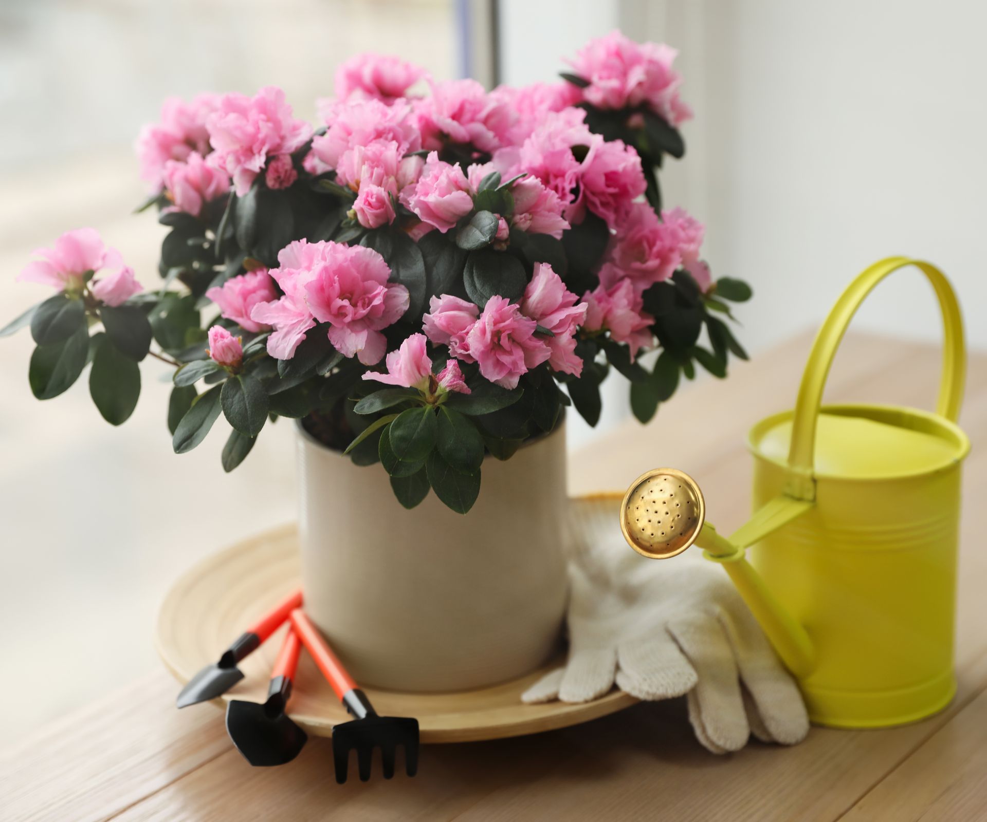 Ideal Azalea Water Requirements For Lush, Healthy Shrubs | Gardening