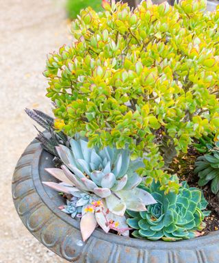 container planted with succulents