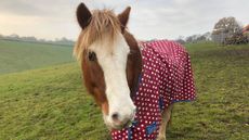 Horse-Trust-Henry-thumbnail.jpeg