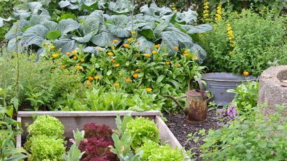 vegetable garden vegetable planting calendar with lettuce and raised bed