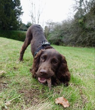 Wilf the cocker spaniel