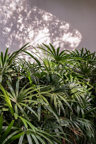 Howea forsteriana tree with light and shadows