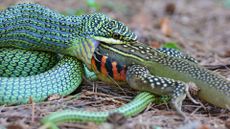 A golden tree snake (Chrysopelea ornata) is eating a butterfly lizard (Leiolepis belliana).