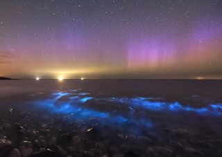 Bioluminescence on Anglesey. Credit: Kris Williams