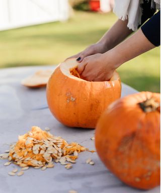 Collecting pumpkin seeds