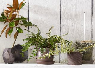 Bark planters by Studiology at Bloomist