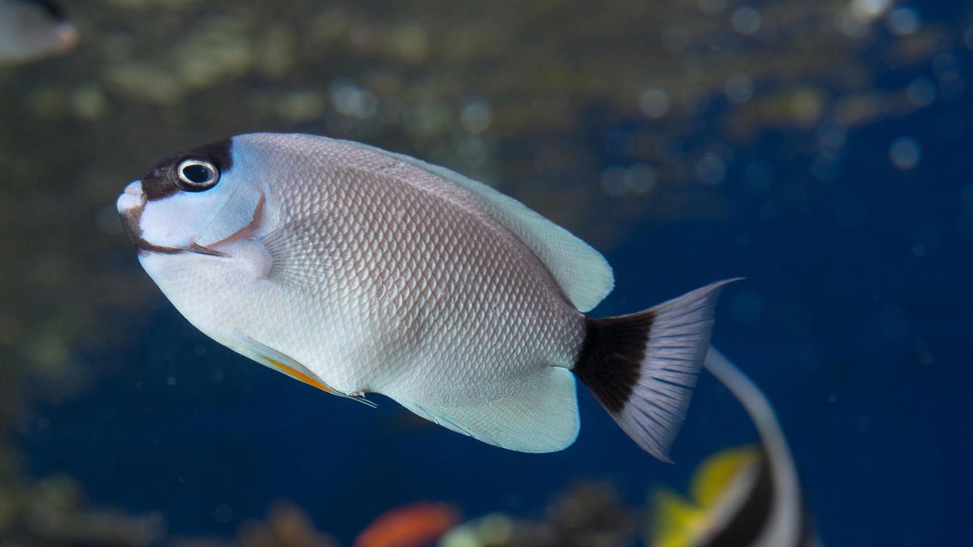 Masked angelfish