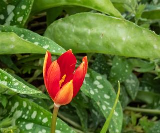 Tulipa sprengeri in bloom with red flower