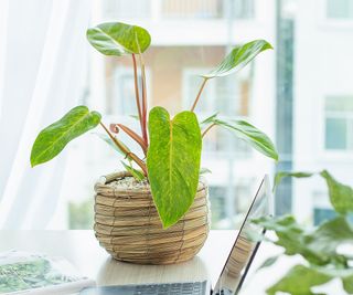 painted lady philodendron in container by window