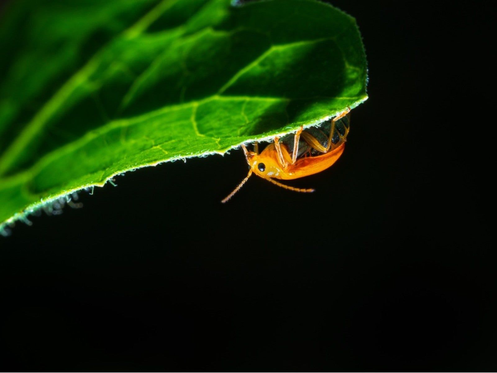 Nocturnal Garden Pests That Eat Plants At Night Gardening Know How