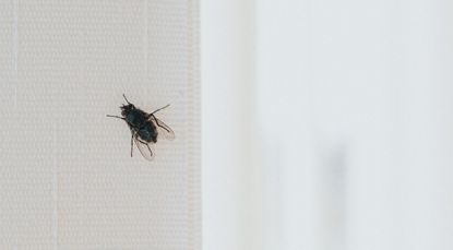 A black fly sitting on an interior blind