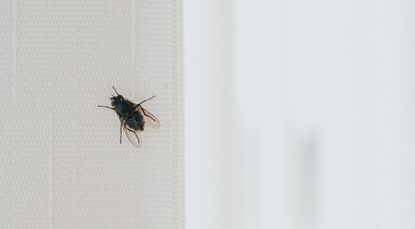 How to Get Rid of Flies Inside and Outside of Your House