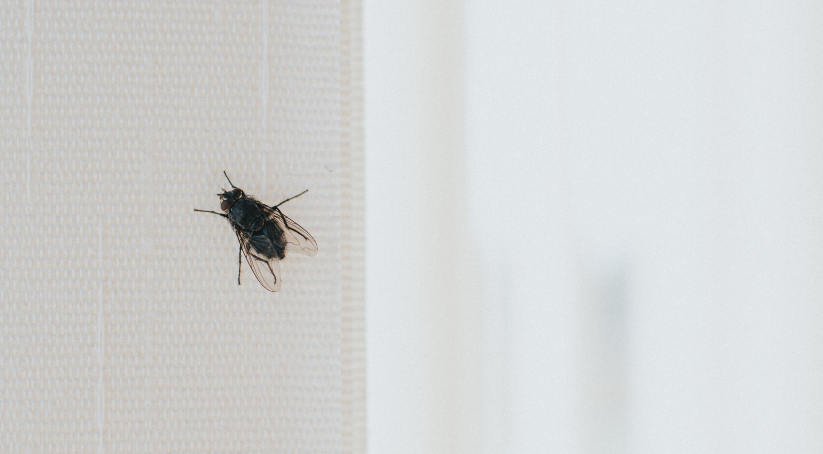 Why do I have so many flies in my house? And how to keep them out