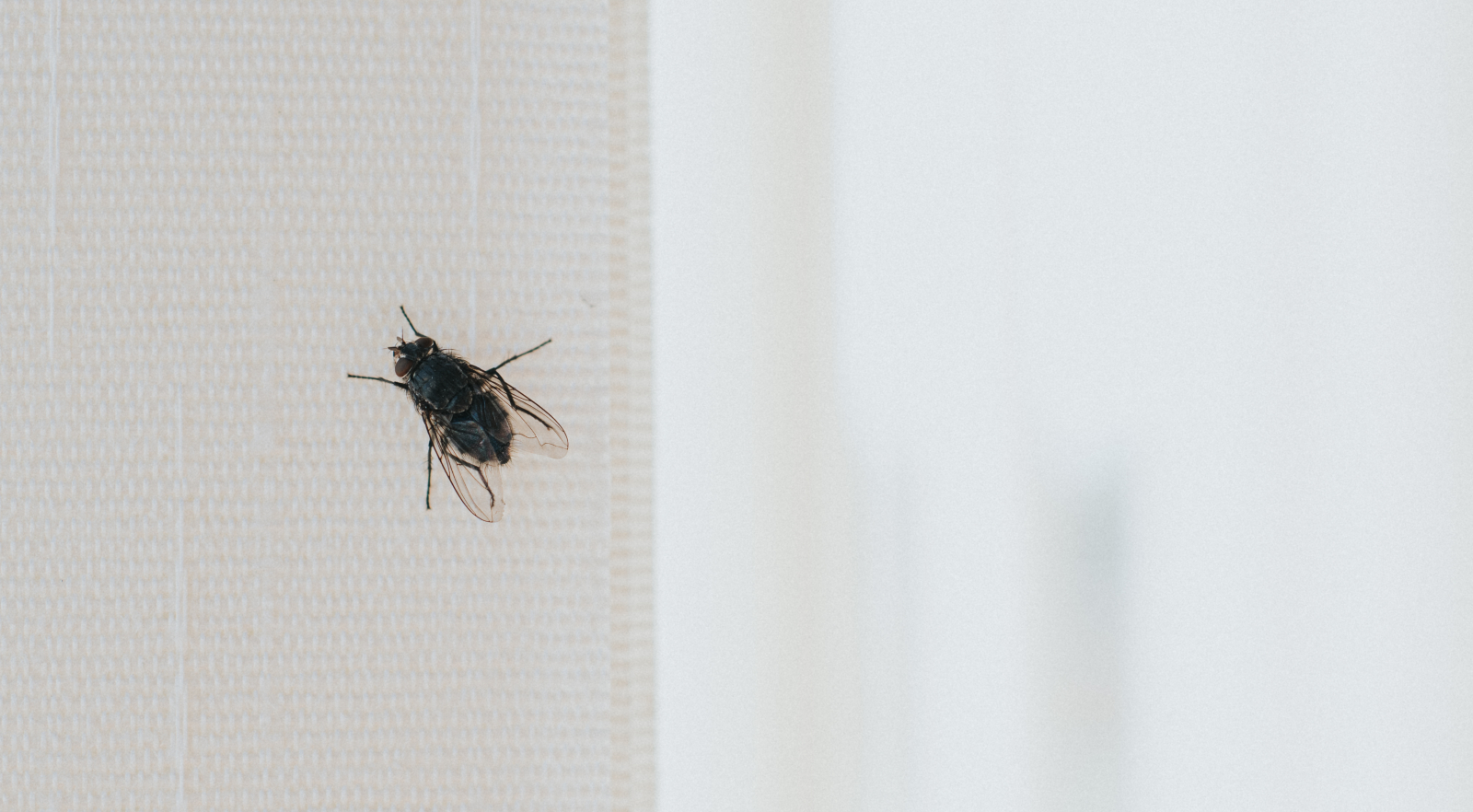 why-do-i-have-so-many-flies-in-my-house-and-how-to-keep-them-out