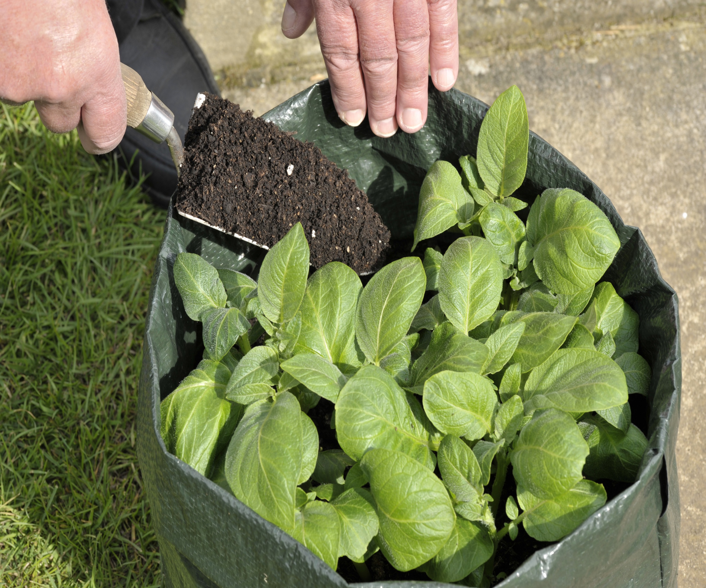 Hilling up potato plants growing in a container