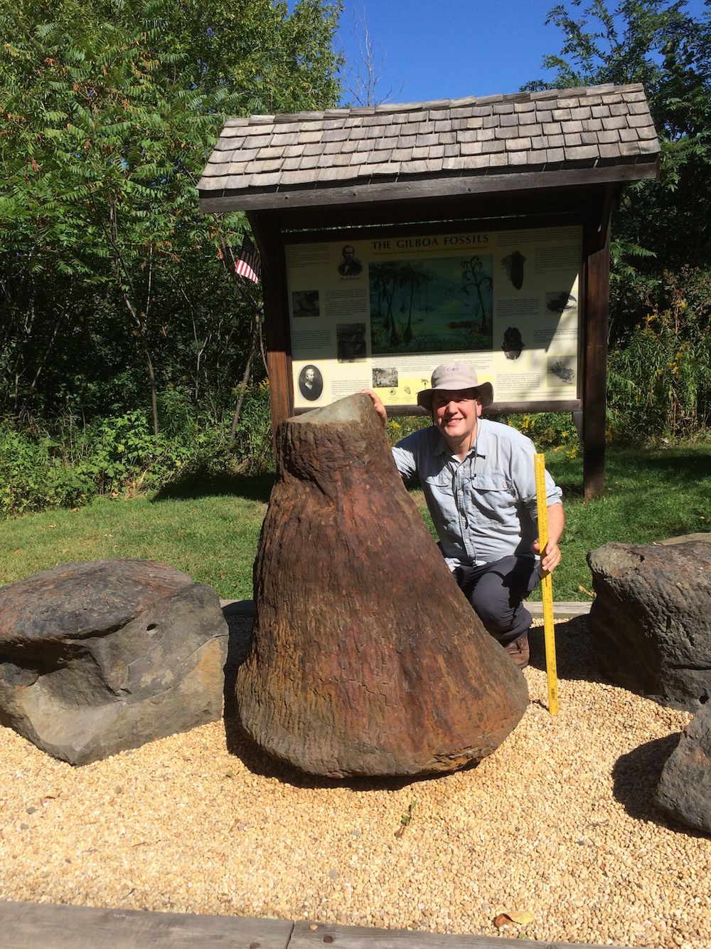 Primordial Fossils of Earth's 1st Trees Reveal Their Bizarre Structure ...