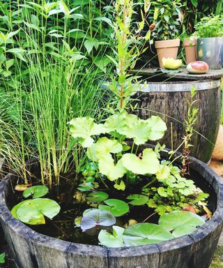 A small dark gray wooden pond in a backyard covered in greenery