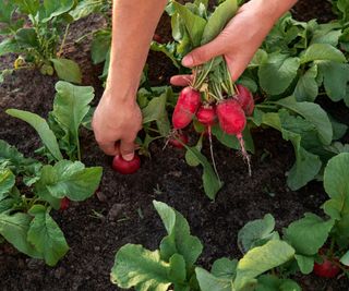 Harvesting radish out of the vegetable garden