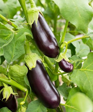 Bonica eggplant fruits ripening on the stem