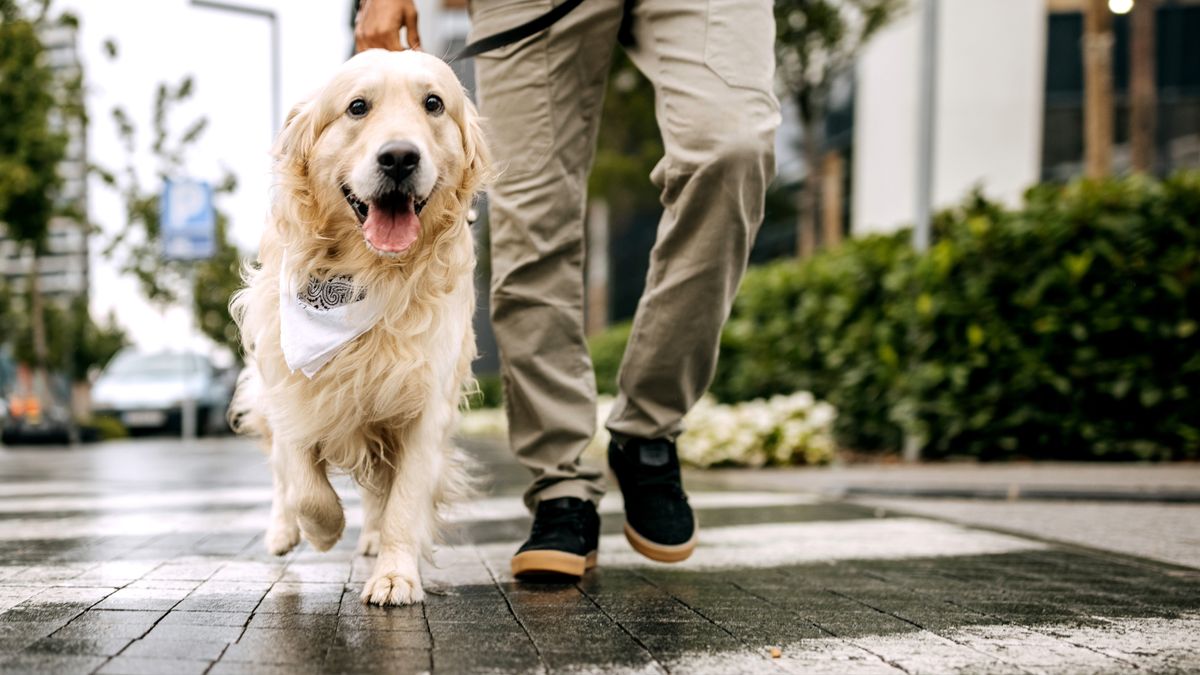 Dog walking on leash