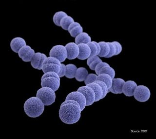 An illustration of Streptococcus pyogenes, a type of group A Streptococcus bacteria. The microbe can cause necrotizing fasciitis, also known as "flesh-eating" disease.