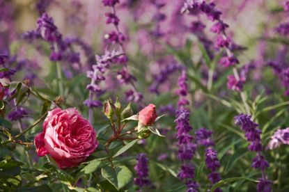 Pink Rose Bush Next To Purple Companion Plants