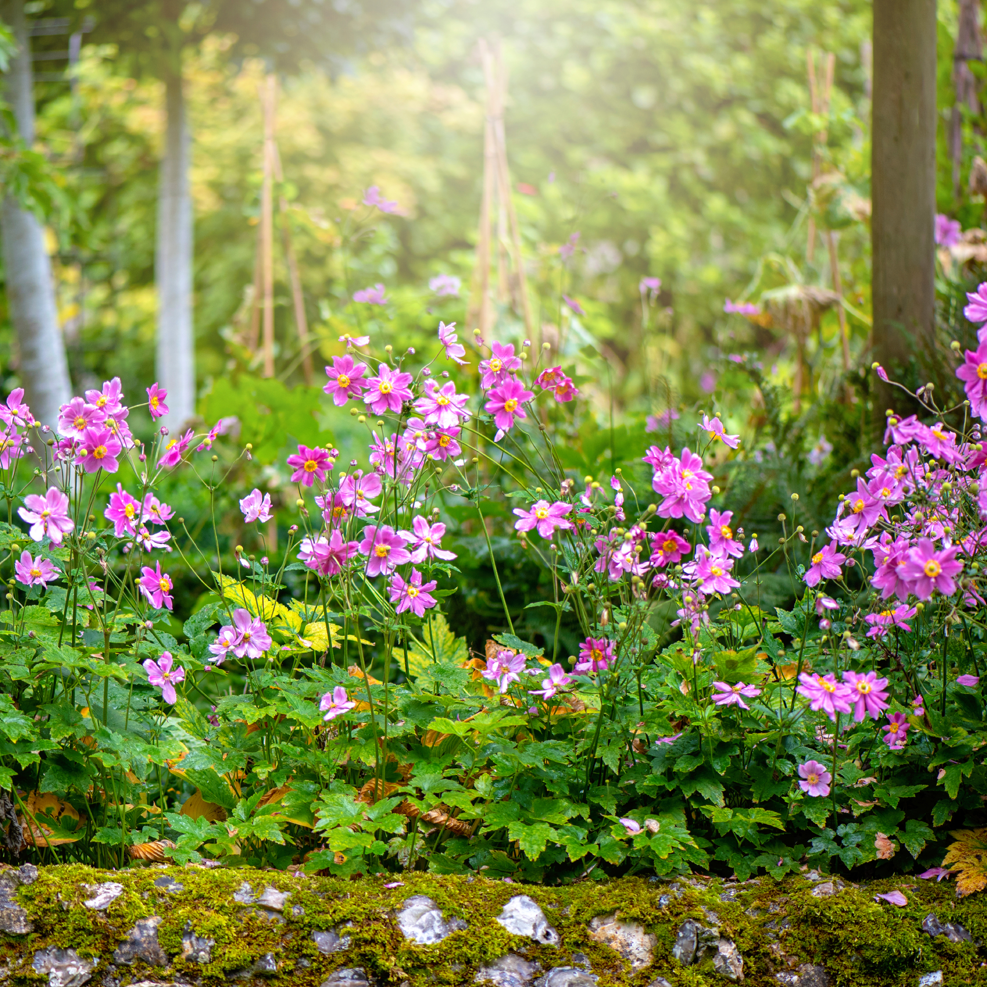 Japanese anemones by mossy stone wall