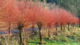 Scarlet willow (Salix alba 'Britzensis')