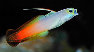 Firefish goby