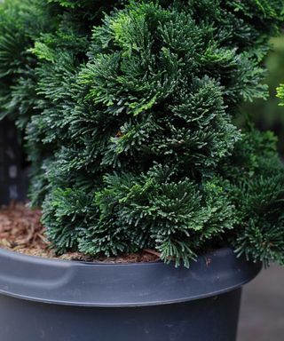 close-up of dwarf Hinoki cypress tree in pot
