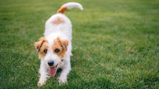 Dog on lawn