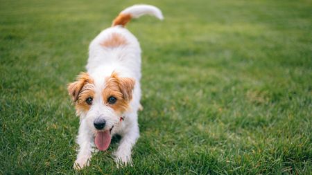 Dog on lawn