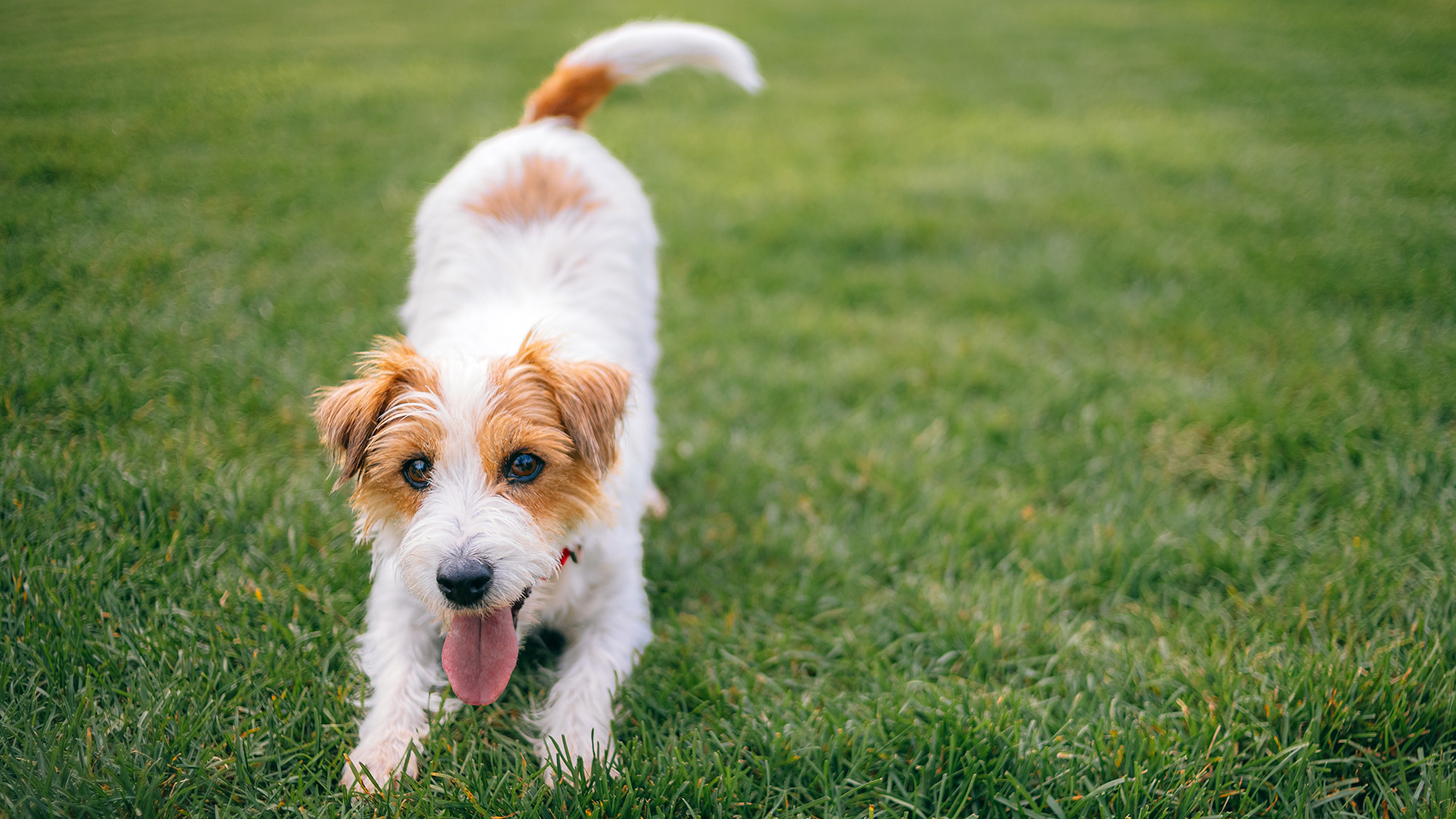 Dog on lawn