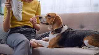 Young woman sitting on couch telling her dog off for chewing her shoe