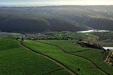 Viña Leyda’s vineyards on the Chilean coast