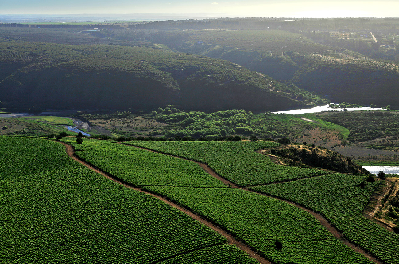 Vi&ntilde;a Leyda&rsquo;s vineyards on the Chilean coast