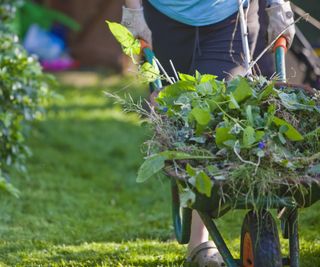 A gardener carries weeds in a wheelbarrow