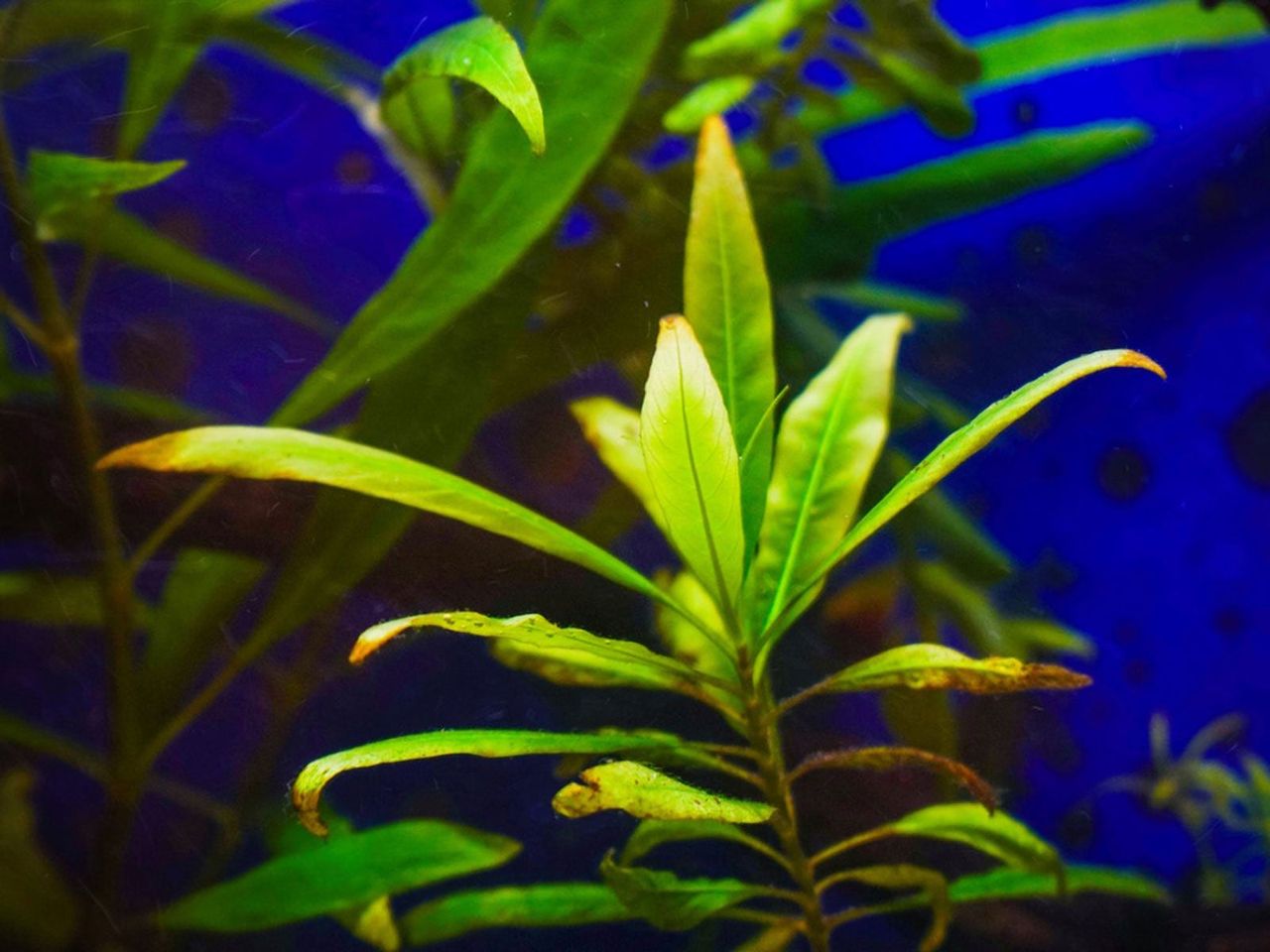 Hygrophila In An Aquarium