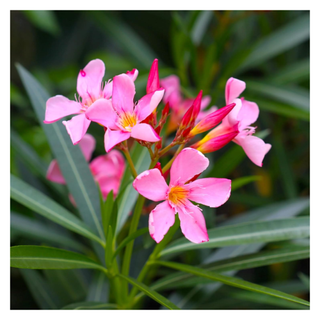 A close-up of a pink oleander plant