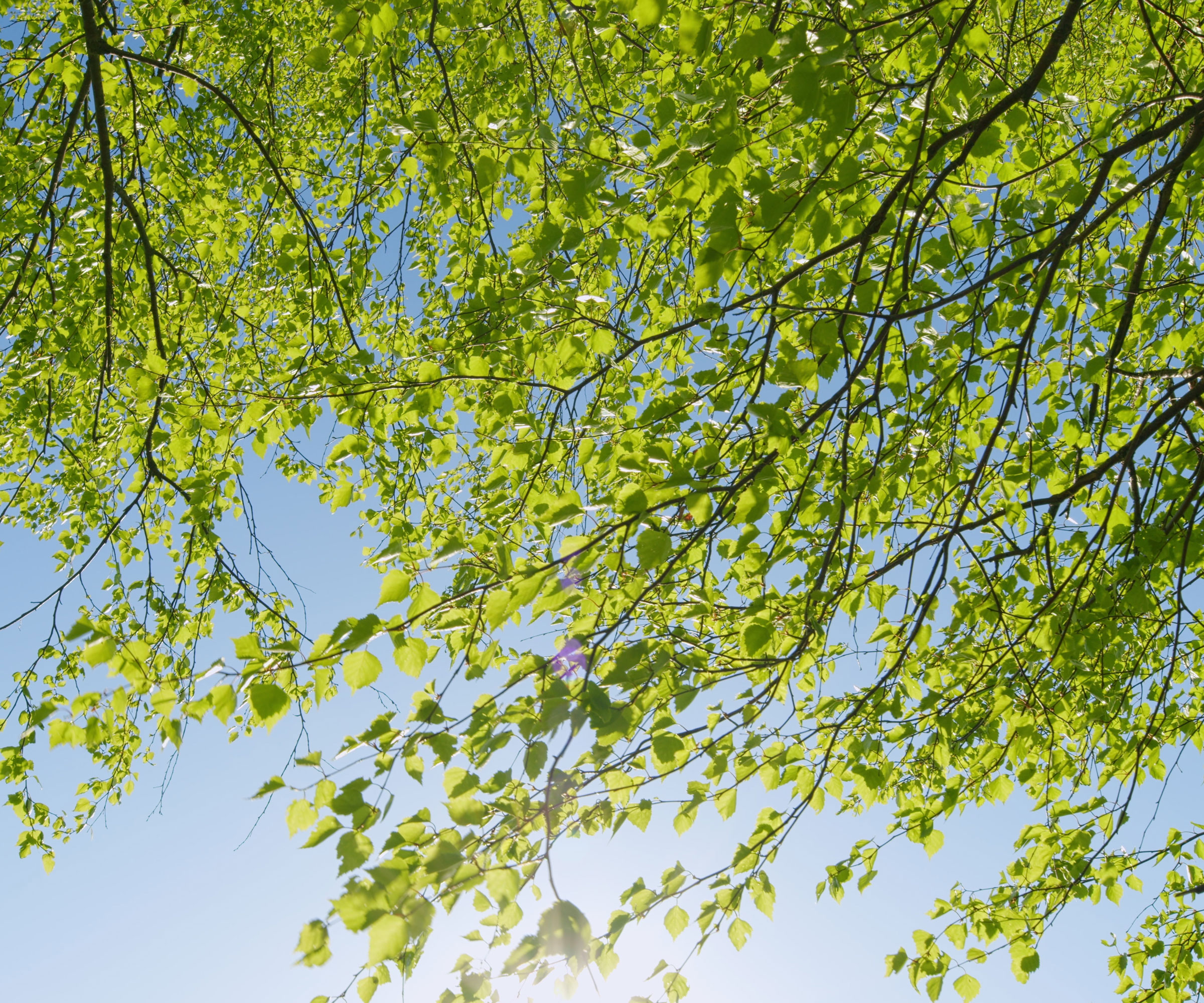 birch tree in full leaf against blue sky