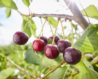 Cherries growing on tree