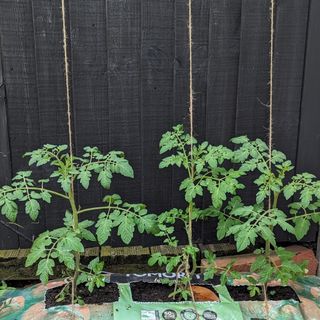 Tomatoes growing up string at a fence