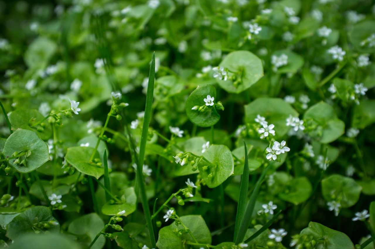 Claytonia Miner&amp;#39;s Lettuce