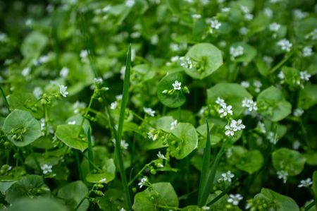 Claytonia Miner's Lettuce