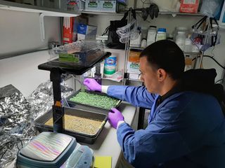 Bioscience Officer Jason Fischer prepares the microgreens for harvest from his bio-regenerative life-support system experiment.